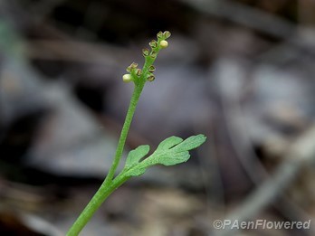 Sterile frond and sporophore